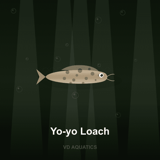 Yo-yo Loach — Loach & Goby freshwater tropical fish exported from Indonesia