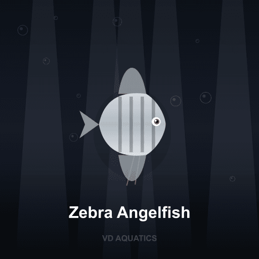 Zebra Angelfish — Angelfish freshwater tropical fish exported from Indonesia