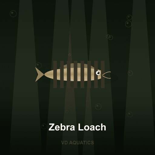 Zebra Loach — Loach & Goby freshwater tropical fish exported from Indonesia