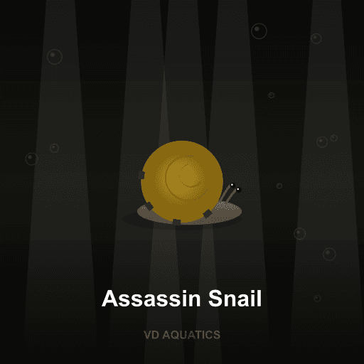 Assassin Snail — Snail freshwater tropical fish exported from Indonesia