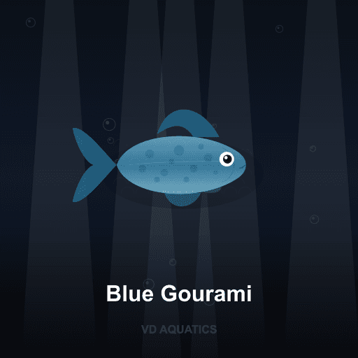 Blue Gourami — Gourami freshwater tropical fish exported from Indonesia