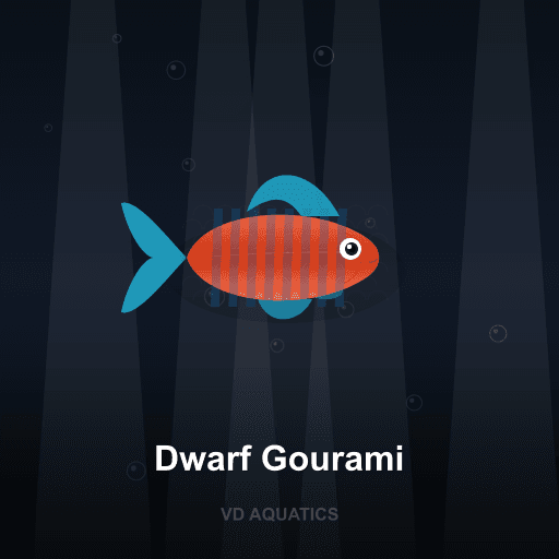 Dwarf Gourami — Gourami freshwater tropical fish exported from Indonesia