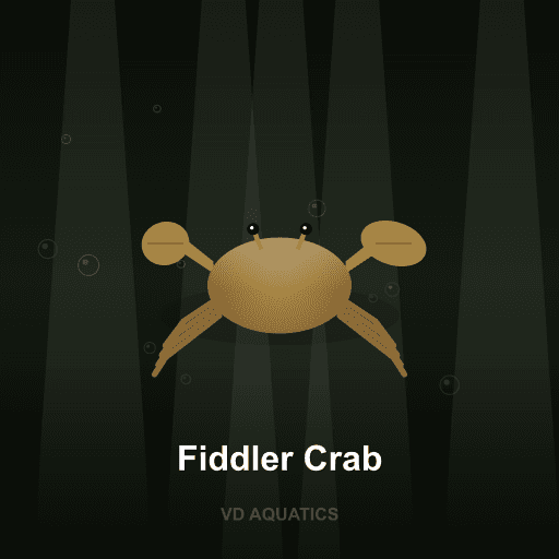 Fiddler Crab — Crab freshwater tropical fish exported from Indonesia