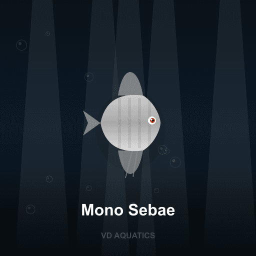 Mono Sebae — Brackish freshwater tropical fish exported from Indonesia