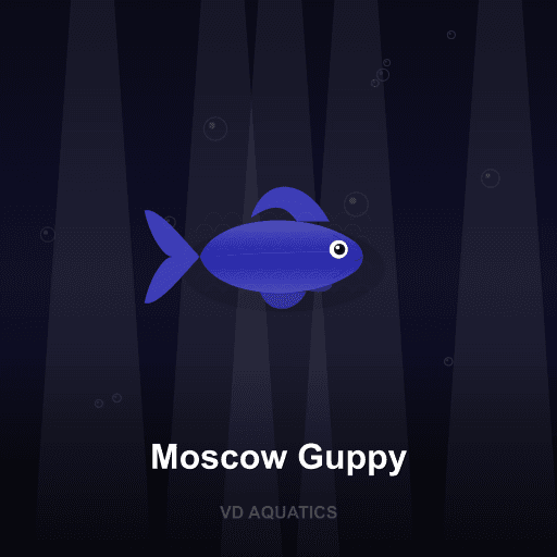 Moscow Guppy — Guppy freshwater tropical fish exported from Indonesia