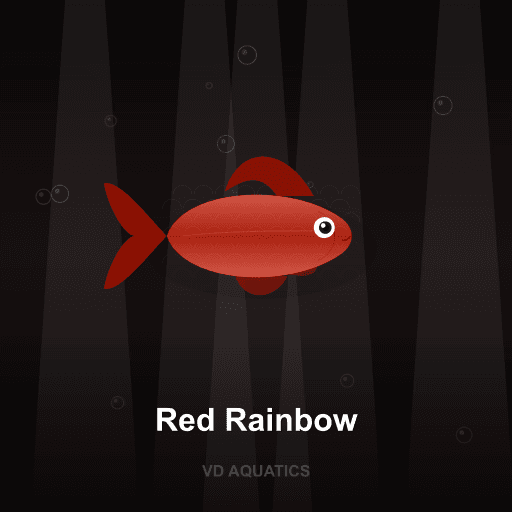 Red Rainbow — Rainbow fish freshwater tropical fish exported from Indonesia