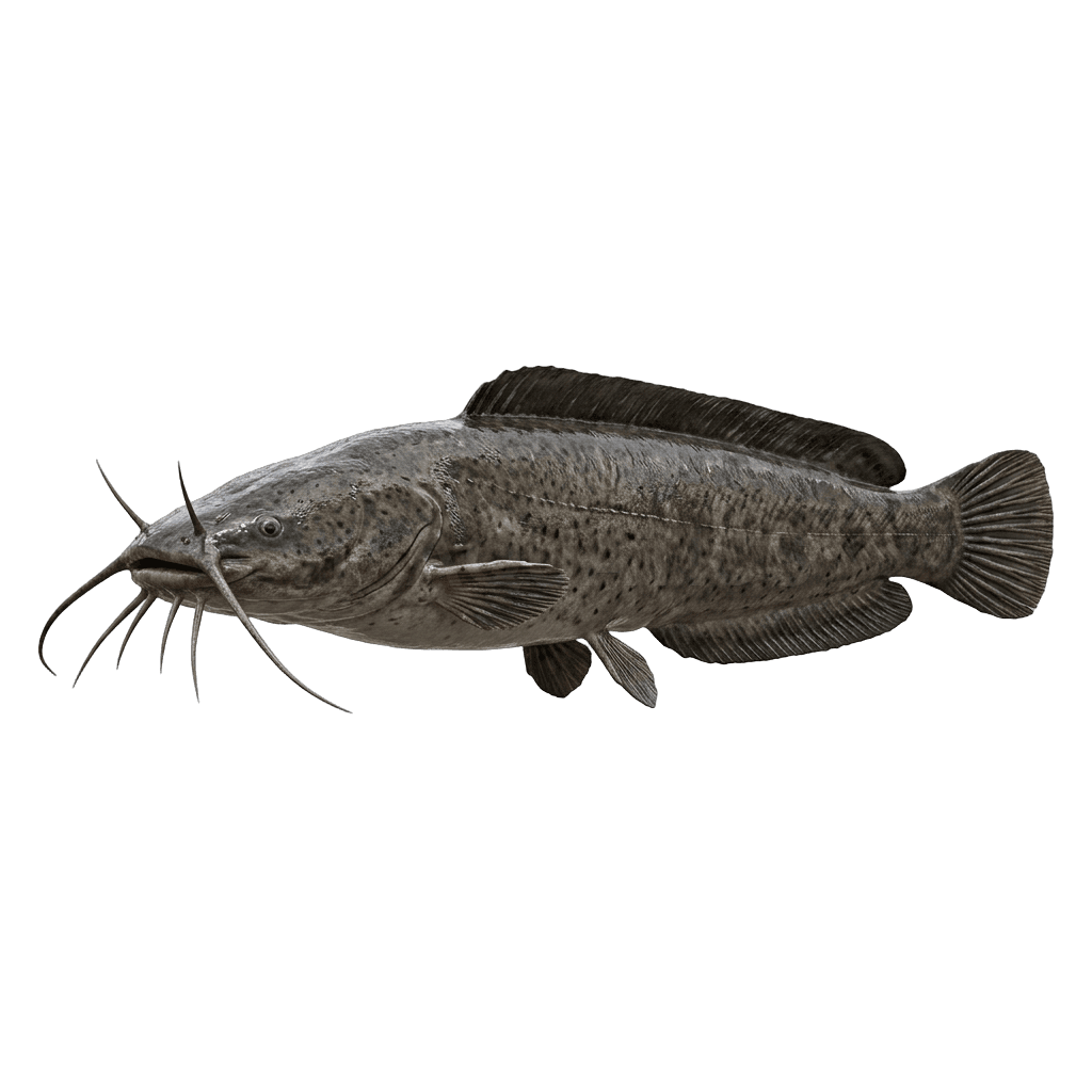 Walking Catfish — Catfish freshwater tropical fish exported from Indonesia