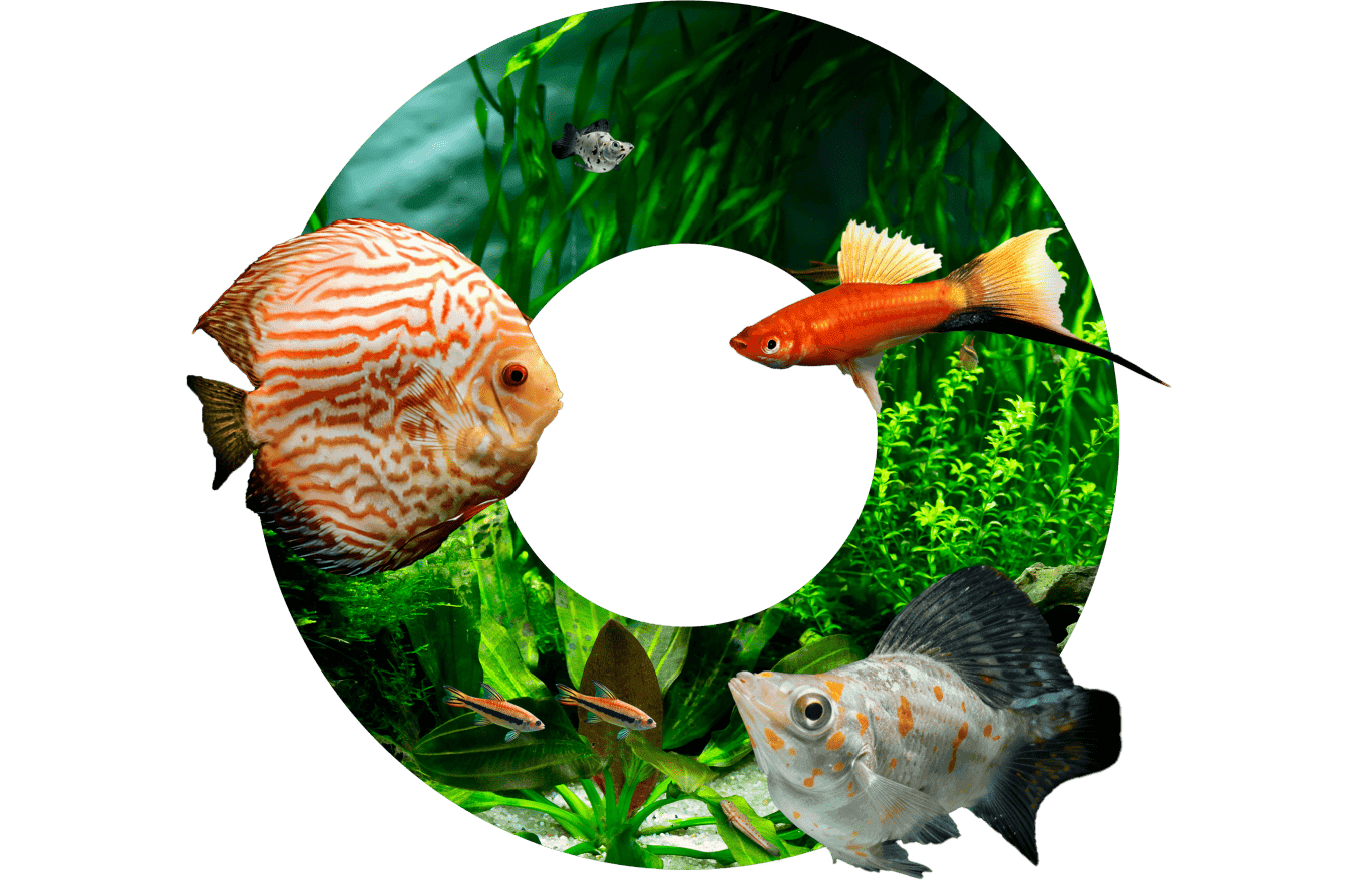 Tropical aquarium with Indonesian ornamental fish